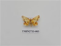 藏品(尺蛾289)的圖片